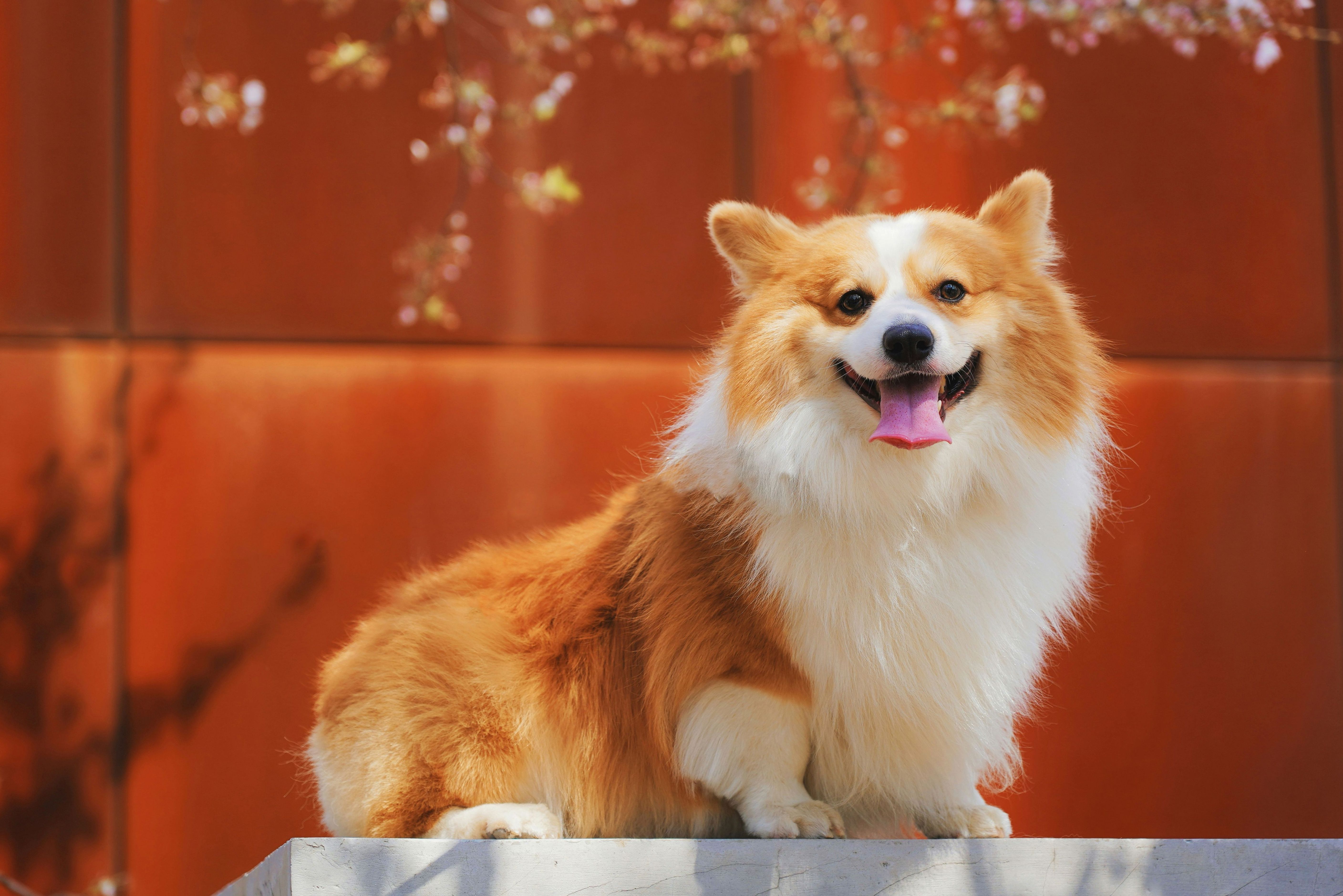 Habunor grooming studio banner