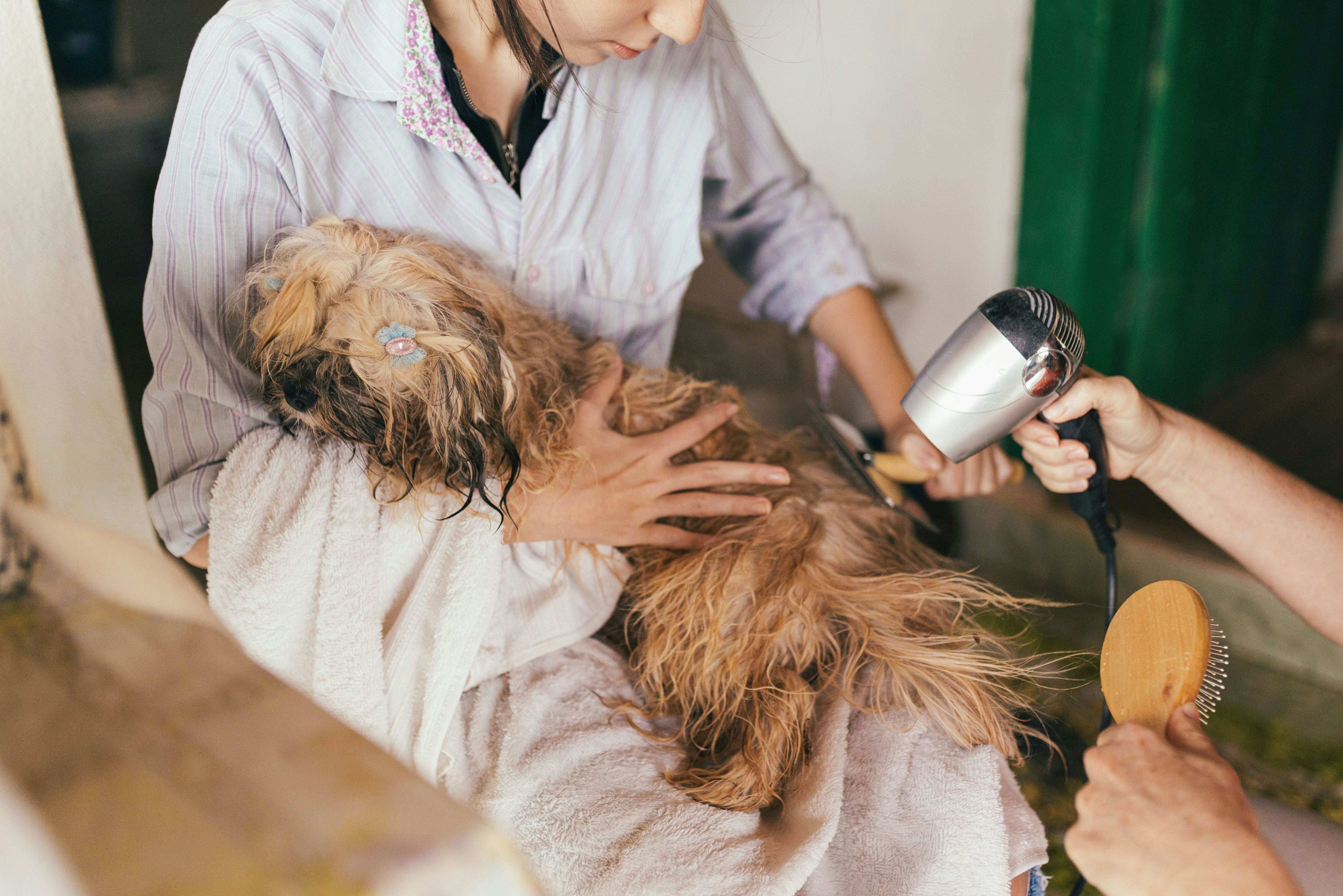Full breed groom