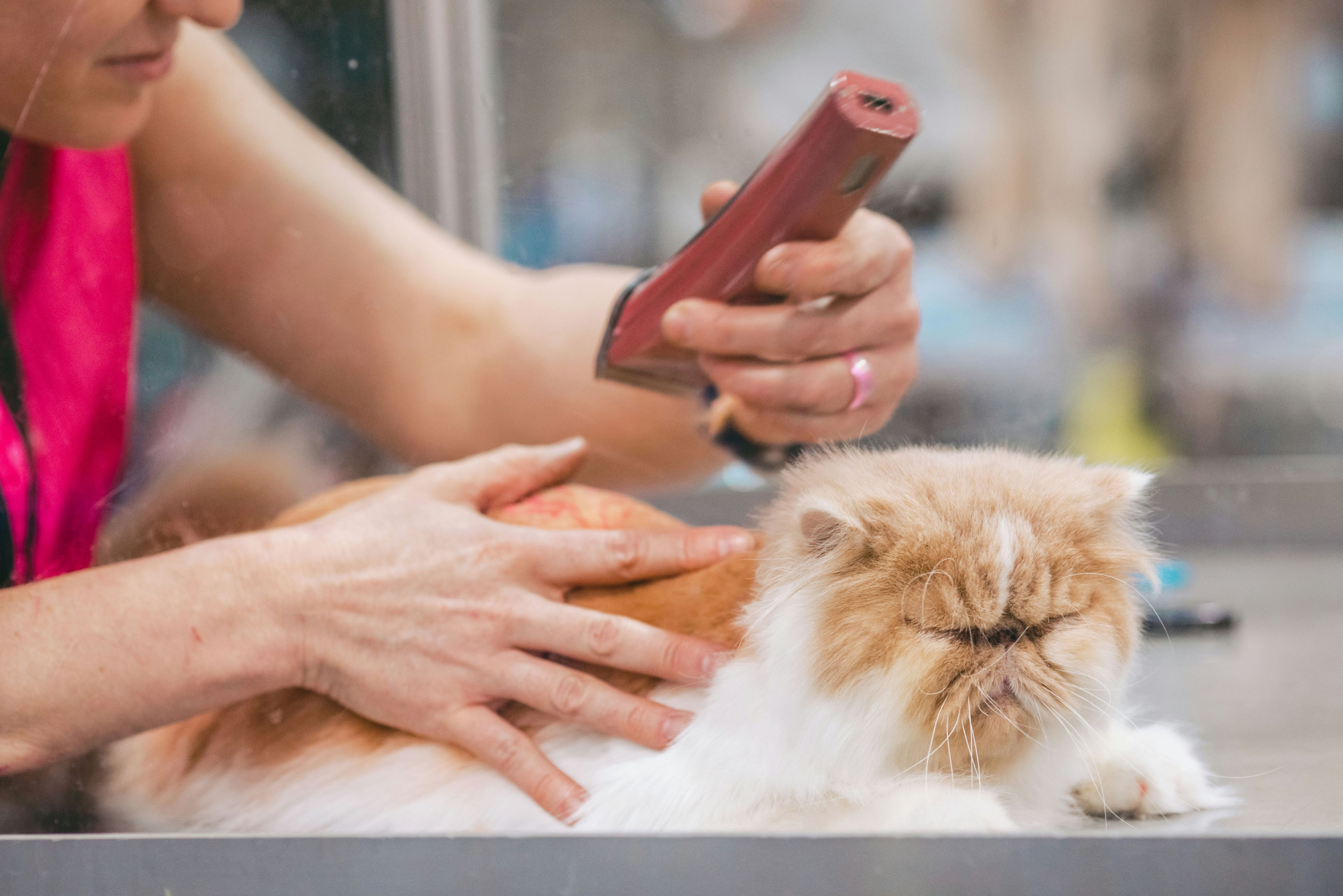 Paw, nail and ear care