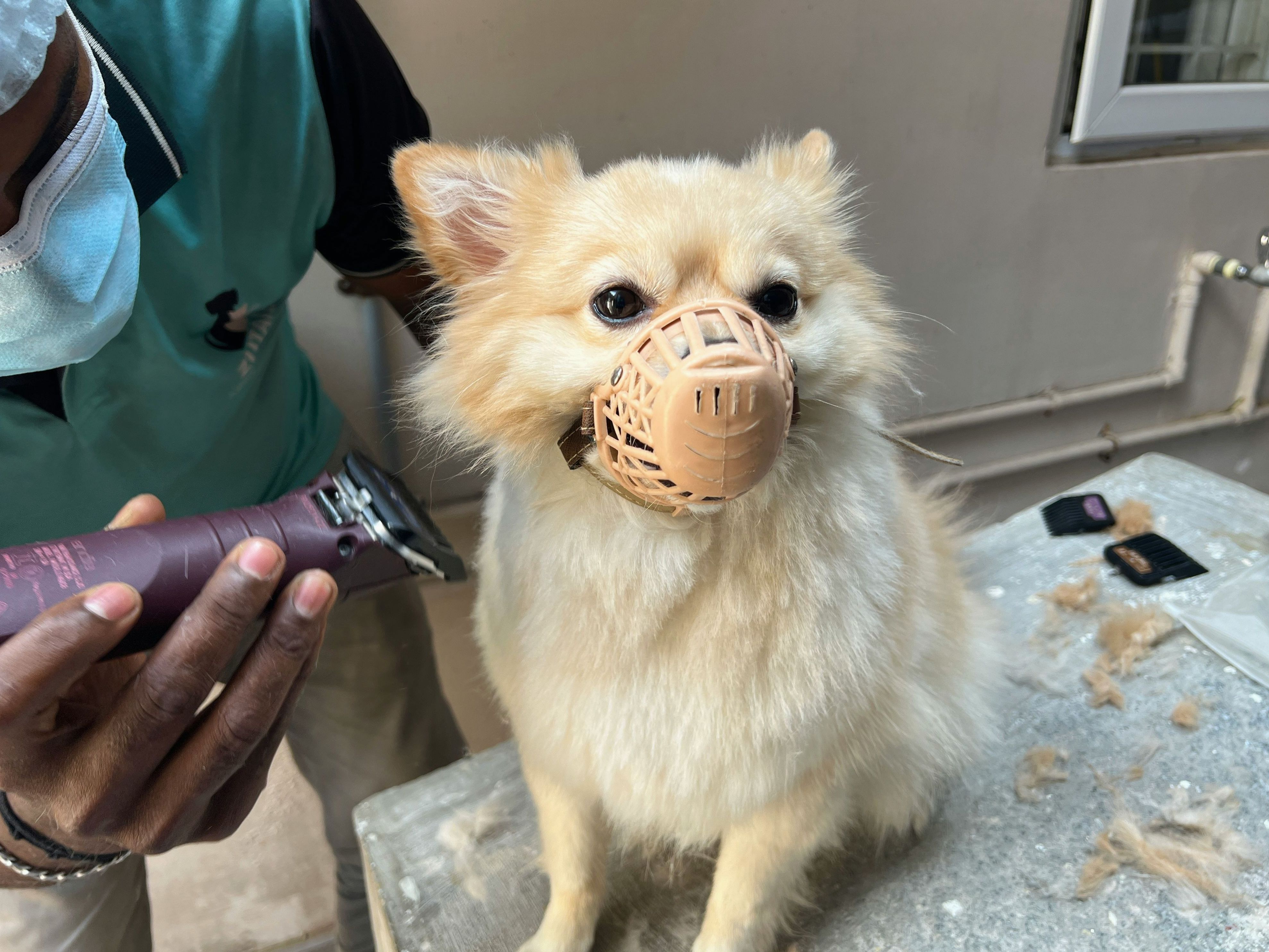 Puppy first groom
